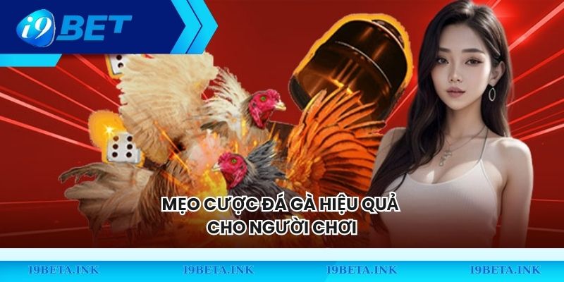 Mẹo cược đá gà hiệu quả cho người chơi